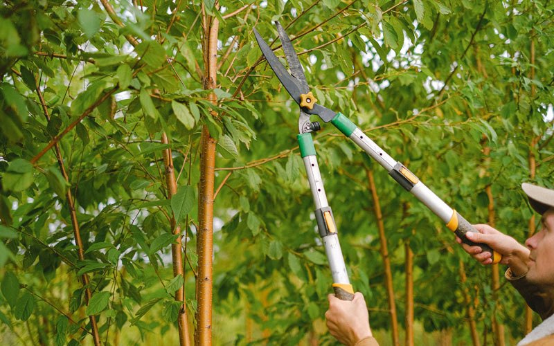 Tree trimming in Milton, WA